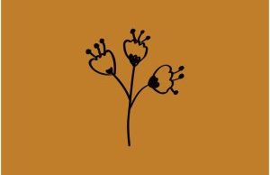 Nutty Nys – Nebula