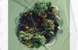 Soulnekta & Echo Deep – Exotic (Original Mix)