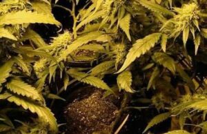 Snowie – Sungxama Ft. SMP GANG