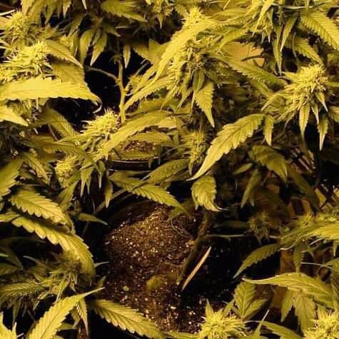 Snowie – Sungxama Ft. SMP GANG Mp3 Download