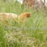 My Dali – Mabhungu Ayamfontoza Ft Gatsheni