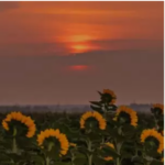 Kid Kerfy – Asylum (Mellow & Sleazy Type Beat)