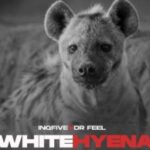 Dr Feel – White Hyena (Motivesoul Remix)