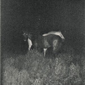 J Ember – Who Loves You